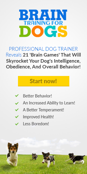 Dog Training