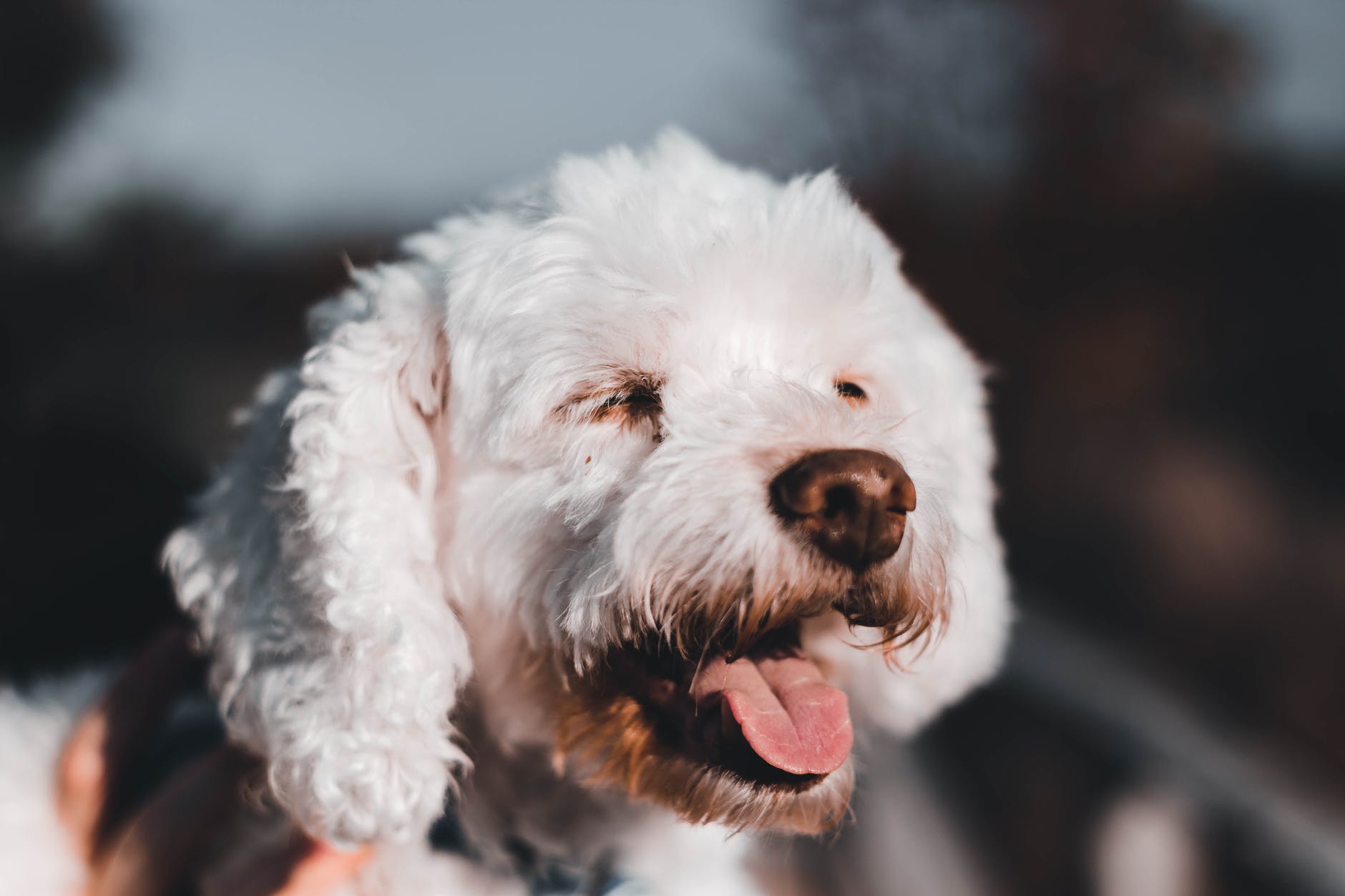 portrait of white dog with tongue out