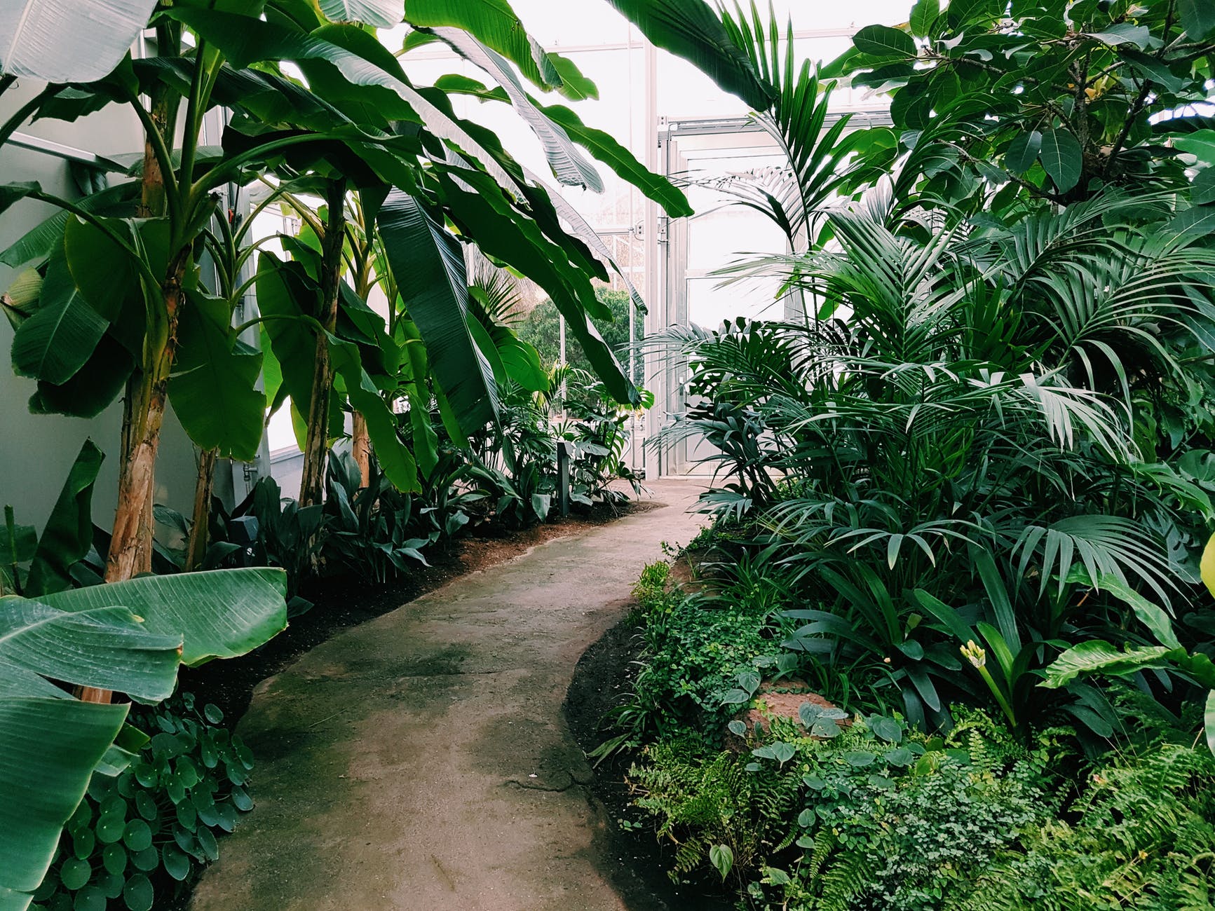 photography of pathway surrounded by plants