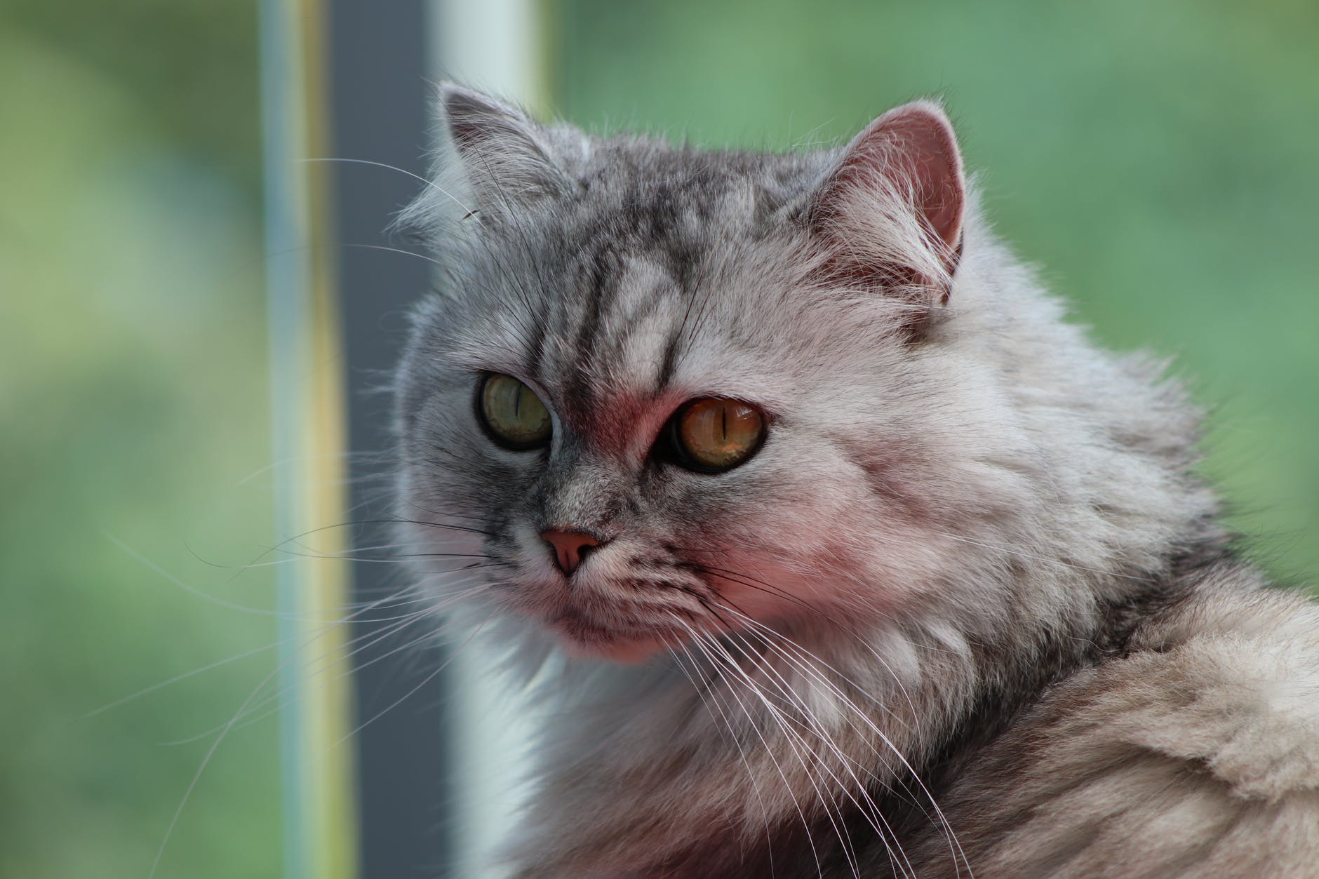 close up photography of cat