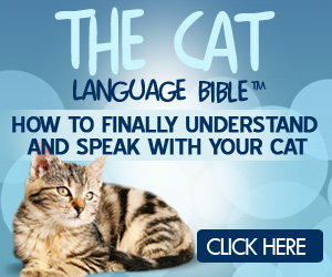 Speak with your cat