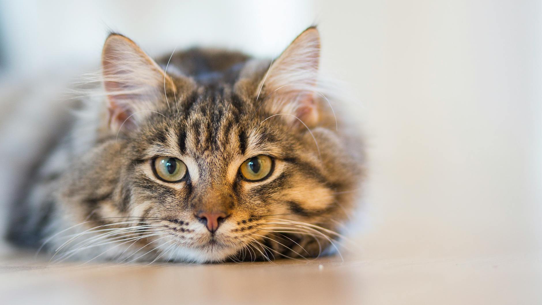 silver tabby cat lying on brown wooden surface