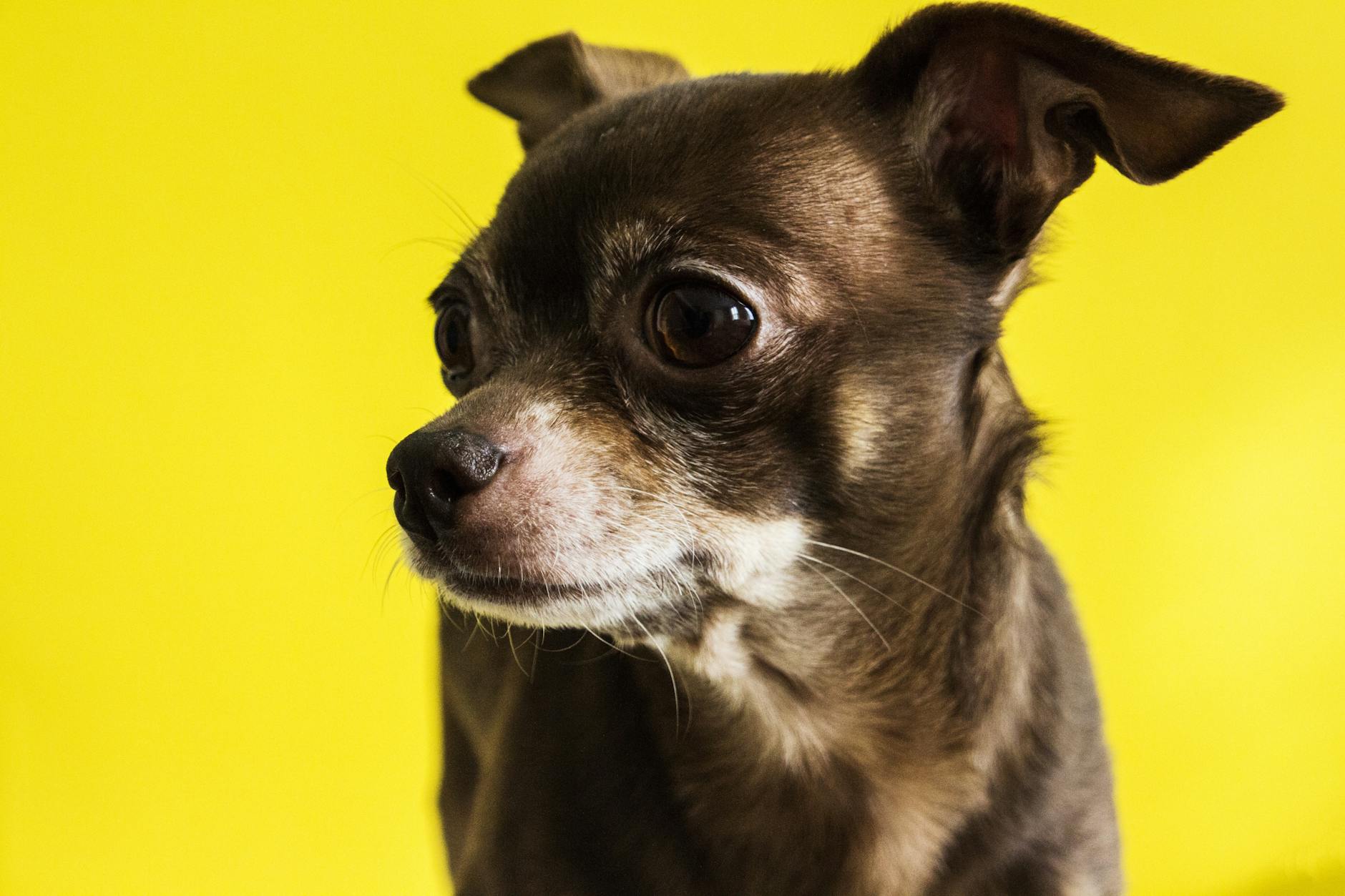 black chihuahua