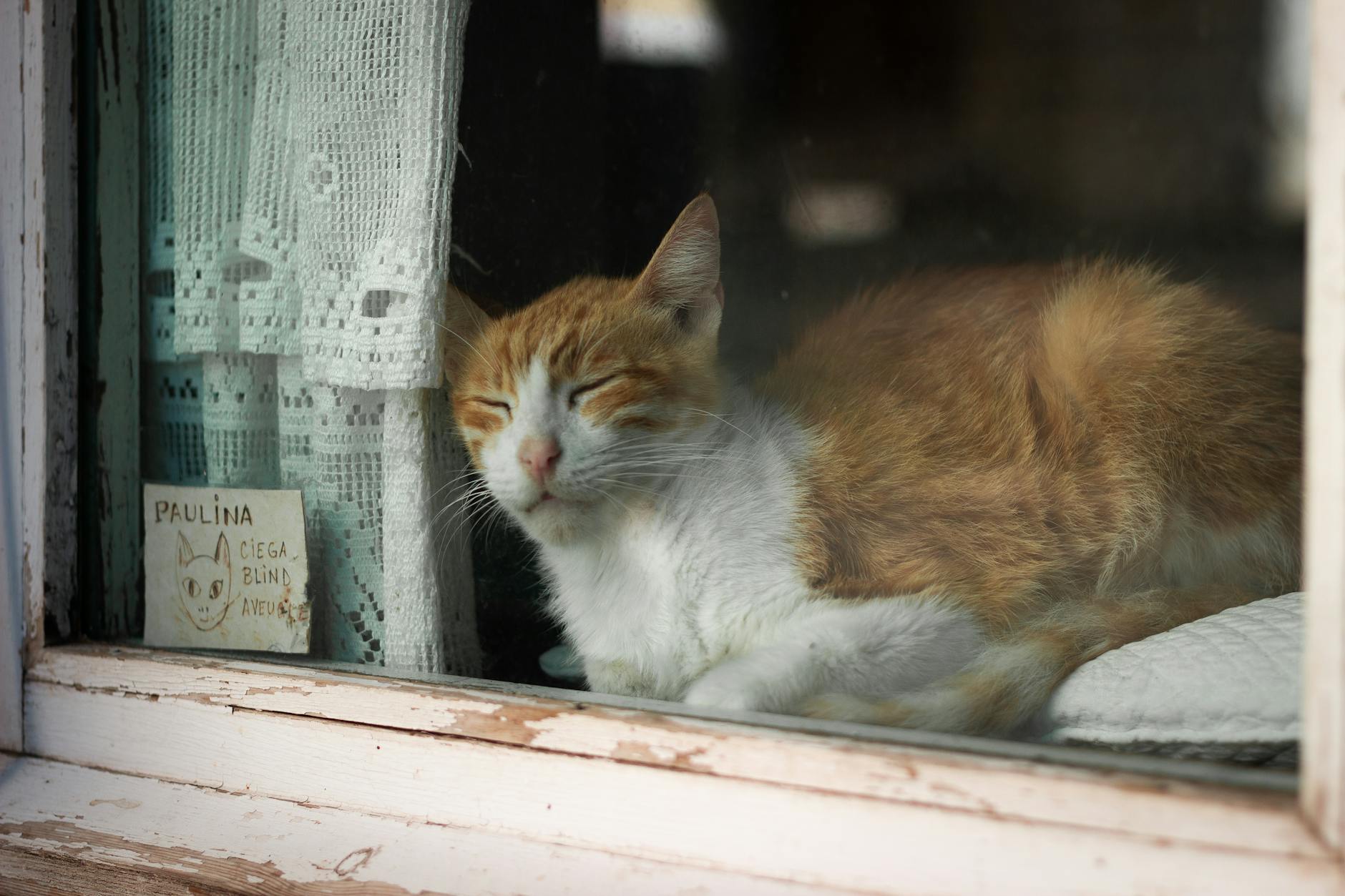 close up shot of a cat sleeping